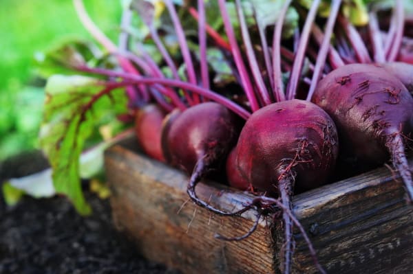 Beetroot